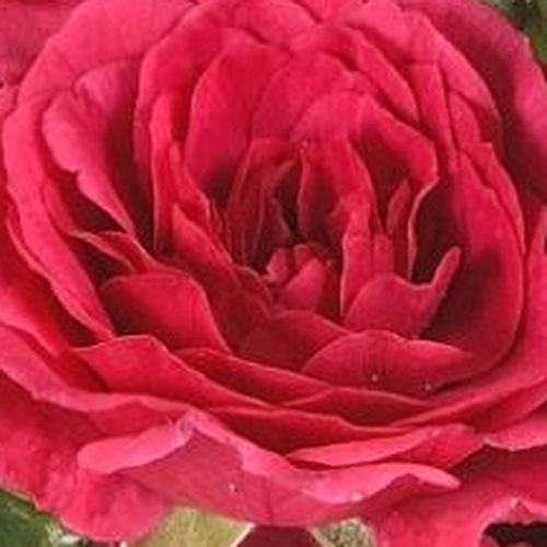 Online rózsa vásárlás - Rózsaszín - talajtakaró rózsa - diszkrét illatú rózsa - Rosa Limesfeuer™ - Colin A. Pearce - Látványos megjelenés csoportos ültetés esetén érhető el.